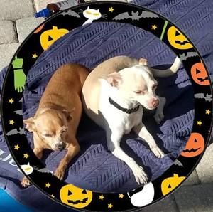 Meet your Posher, Janice